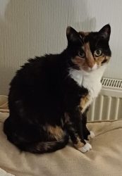 Lost Female Cat last seen Sunderland Cemetery, Tyne and Wear, England SR2 9UA