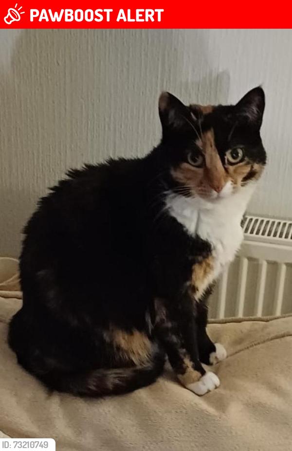 Lost Female Cat last seen Sunderland Cemetery, Tyne and Wear, England SR2 9UA