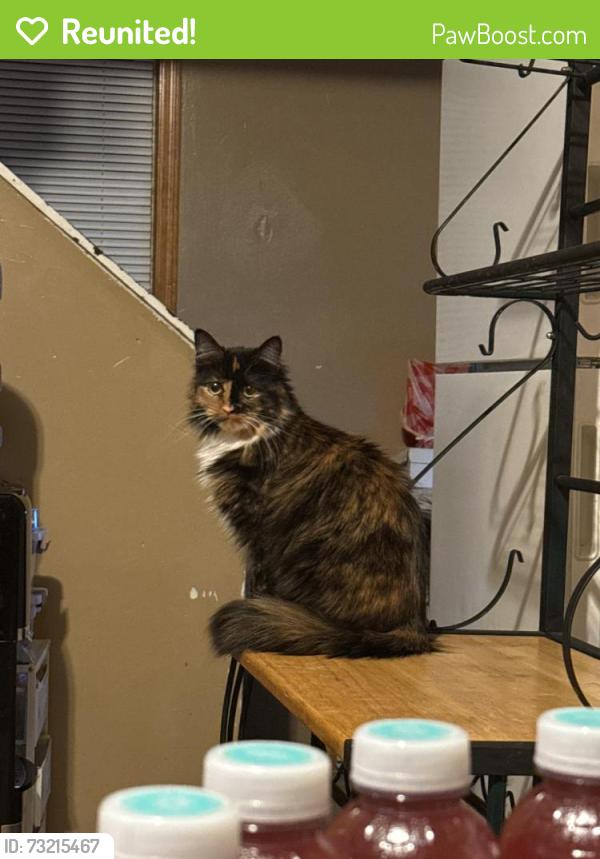 Reunited Female Cat last seen 26th street by 27th and burnham, Milwaukee, WI 53204