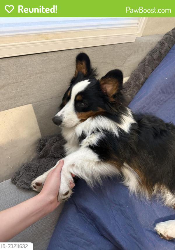 Reunited Male Dog last seen Market St and 16th St, San Francisco, CA 94152