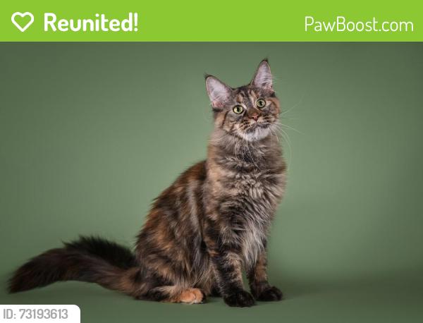 Reunited Female Cat last seen starlake road (apts), Kent, WA 98032