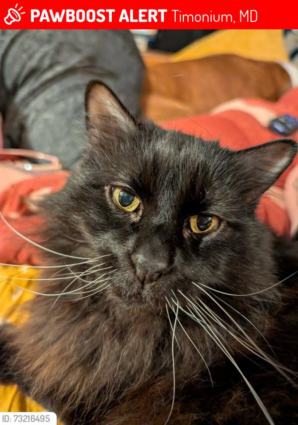 Lost Male Cat last seen Greenmeadow drive, Timonium, MD 21093