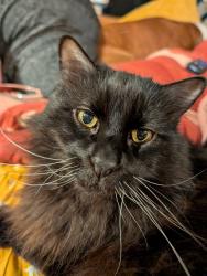Lost Male Cat last seen Greenmeadow drive, Timonium, MD 21093