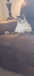 Lost Male Cat last seen Lawrence, Cherry Valley, IL 61016