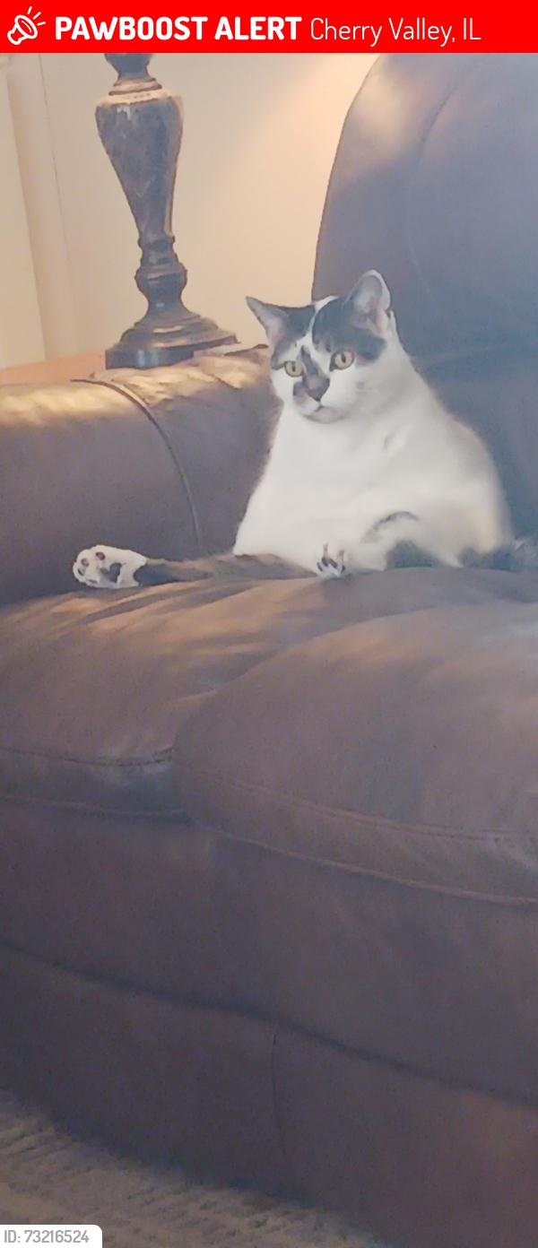 Lost Male Cat last seen Lawrence, Cherry Valley, IL 61016