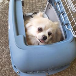 Found/Stray Unknown Dog last seen 99th Street and 105th Ave, Vancouver, WA 98662