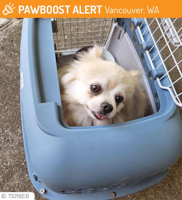 Found/Stray Unknown Dog last seen 99th Street and 105th Ave, Vancouver, WA 98662