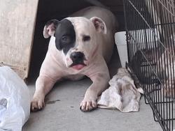 Lost Female Dog last seen Mason rd, Park Row, TX 77449