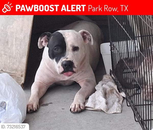 Lost Female Dog last seen Mason rd, Park Row, TX 77449