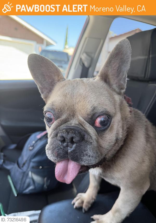 Found/Stray Male Dog last seen Ebbtide and Indian in Moreno Valley Ca, Moreno Valley, CA 92557