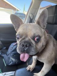 Found/Stray Male Dog last seen Ebbtide and Indian in Moreno Valley Ca, Moreno Valley, CA 92557