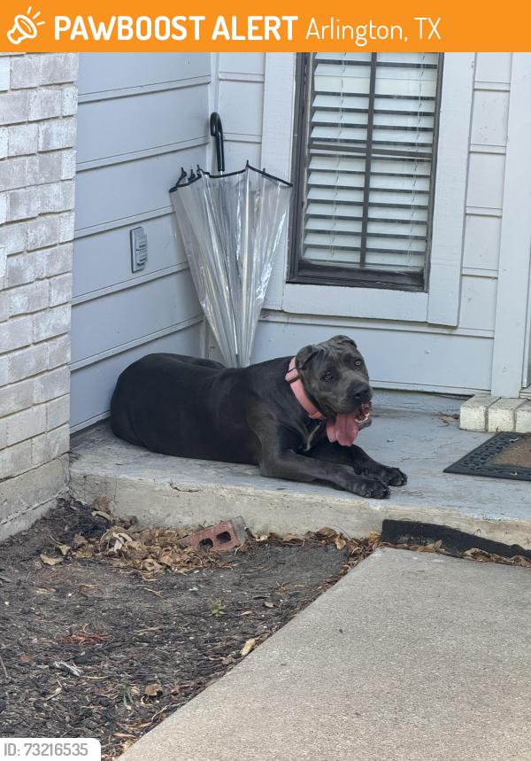 Found/Stray Female Dog last seen Fairlane Drive, Arlington TX 76001, Arlington, TX 76001