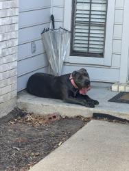 Found/Stray Female Dog last seen Fairlane Drive, Arlington TX 76001, Arlington, TX 76001