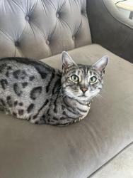 Reunited Female Cat last seen Paseo Vista Street, Camino Largo Street, Camino De Salmon street, Corona, CA 92881