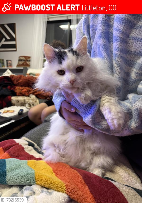 Lost Male Cat last seen W Ottawa Ave and S Estes St, Littleton, CO 80128
