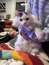 Lost Male Cat last seen W Ottawa Ave and S Estes St, Littleton, CO 80128