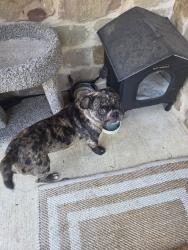 Reunited Male Dog last seen Riverside and Rosedale, Fort Worth, TX 76104