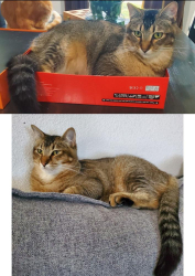 Lost Male Cat last seen Tulane, Harvard, River Oaks, TX 76114