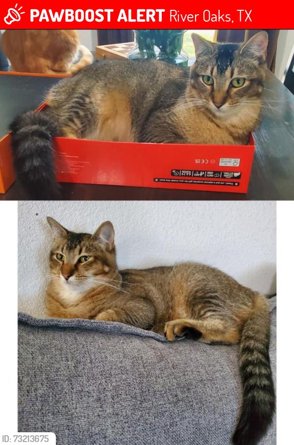 Lost Male Cat last seen Tulane, Harvard, River Oaks, TX 76114