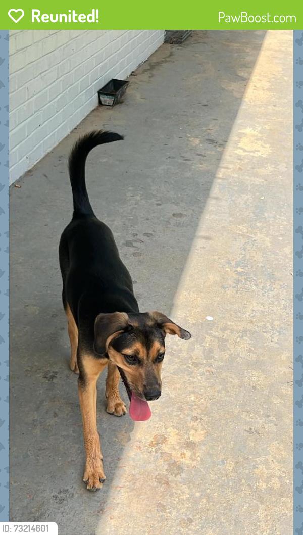Reunited Female Dog last seen Jesse Jewell Pkwy crossing from the Popeyes, Gainesville, GA 30501