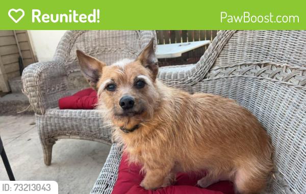 Reunited Male Dog last seen N Keebler Street, Collinsville, IL 62234