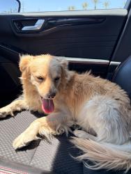 Found/Stray Male Dog last seen shadow hills high school, Indio, CA 92203