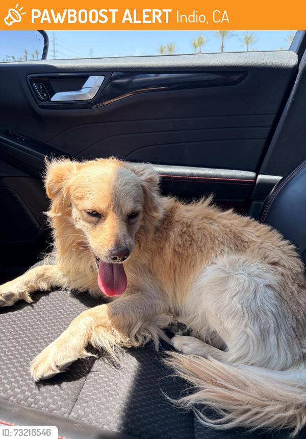 Found/Stray Male Dog last seen shadow hills high school, Indio, CA 92203