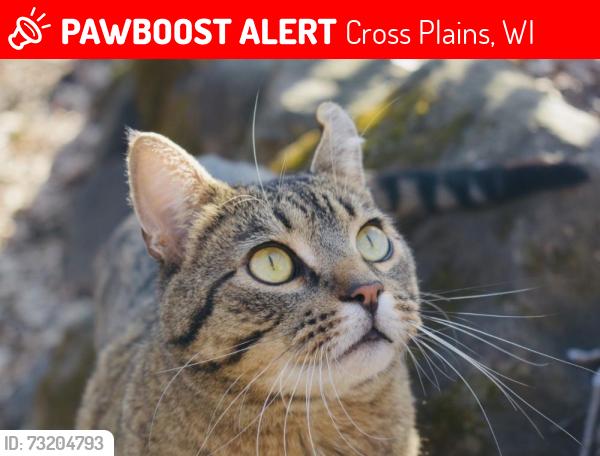 Lost Male Cat last seen Behind Serene Ct & Swoboda Road, Cross Plains, WI 53528