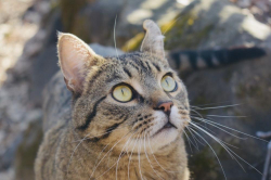 Lost Male Cat last seen Behind Serene Ct & Swoboda Road, Cross Plains, WI 53528