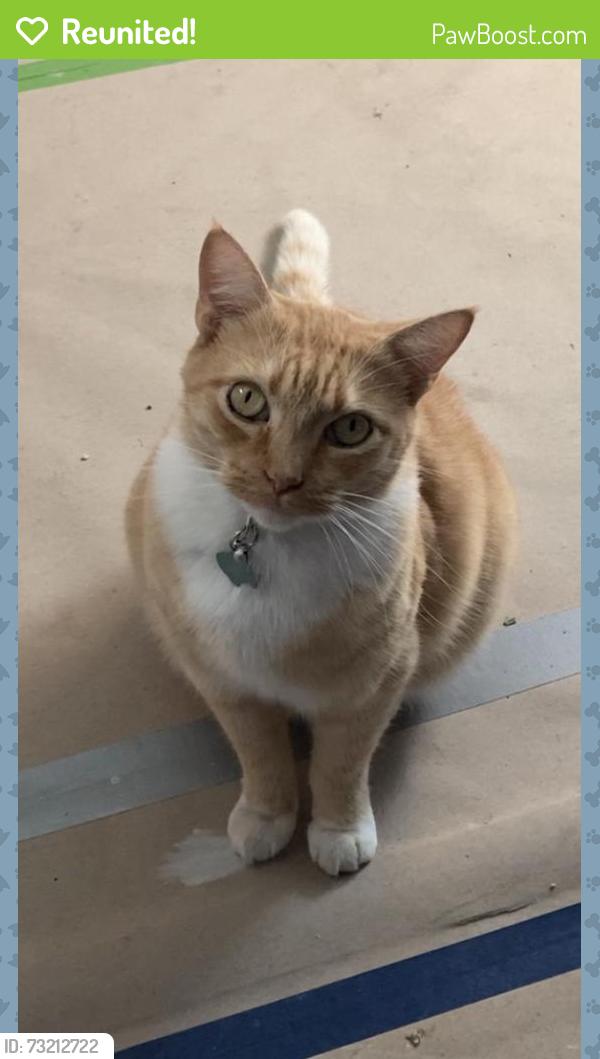 Reunited Male Cat last seen Sparklett St & Pal Mal, Temple City, CA 91780