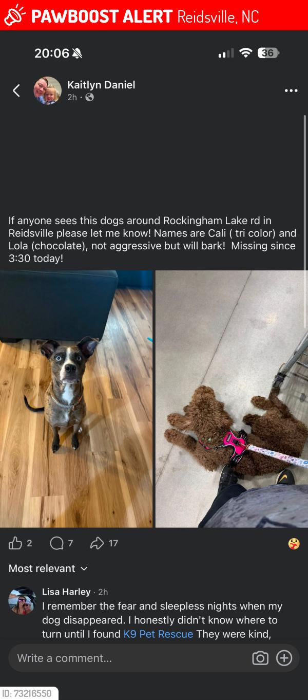 Lost Female Dog last seen Rockingham lake rd, Reidsville, NC 27320
