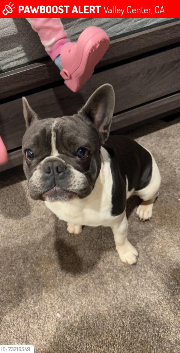 Lost Male Dog last seen Hilldale Rd & stardust Ln valley center, Valley Center, CA 92082