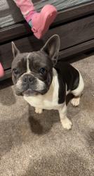 Lost Male Dog last seen Hilldale Rd & stardust Ln valley center, Valley Center, CA 92082