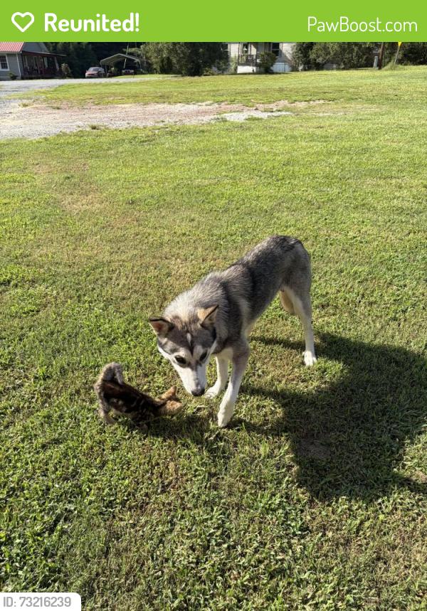 Reunited Male Dog last seen Dykes Creek Farm Supply/Rock Store Gas Station, Kingston, GA 30145