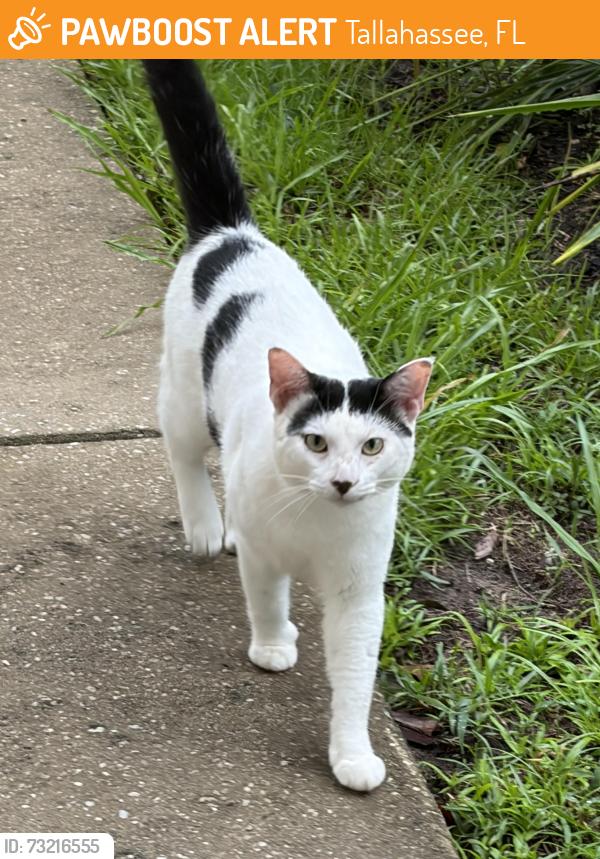 Found/Stray Male Cat last seen Old St Augustine, Tallahassee, FL 32301