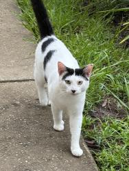 Found/Stray Male Cat last seen Old St Augustine, Tallahassee, FL 32301
