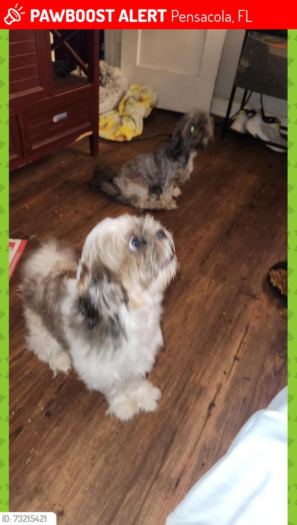 Lost Female Dog last seen Barrancas, Pensacola, FL 32507