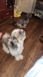 Lost Female Dog last seen Barrancas, Pensacola, FL 32507