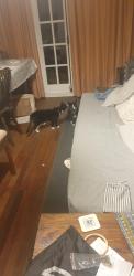 Reunited Male Cat last seen St Margaret's Road, Aldersbrook, England E12 5DP
