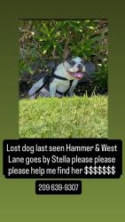Reunited Female Dog last seen Knickerbocker court West lane, Stockton, CA 95210