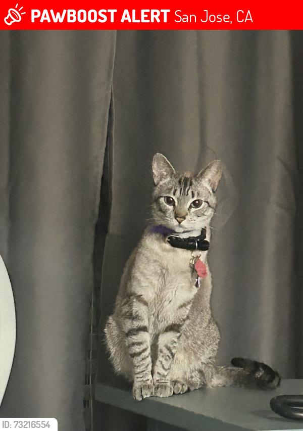 Lost Female Cat last seen Old Forge and Battaglia Circle - We live in Renew Apts Building 18, San Jose, CA 95132