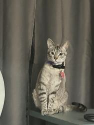 Lost Female Cat last seen Old Forge and Battaglia Circle - We live in Renew Apts Building 18, San Jose, CA 95132