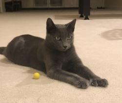 Reunited Male Cat last seen Bedford road Woburn, MA, Woburn, MA 01801