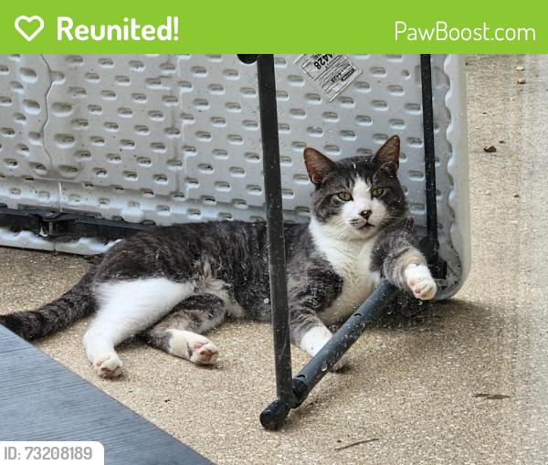 Reunited Male Cat last seen Sheridan Ridge s, Family Tree Nursery, Overland Park, KS 66212