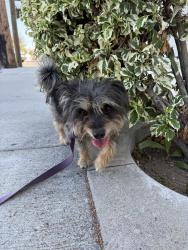 Reunited Male Dog last seen Western Ave & 235th, Torrance, CA 90501
