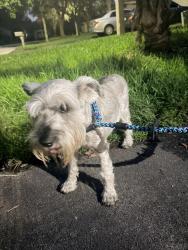 Reunited Male Dog last seen Winstom Park, Coconut Creek, FL 33073