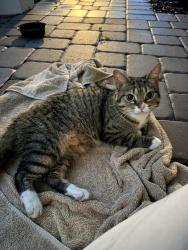 Reunited Unknown Cat last seen Avanti Waterside off of Lakewood Ranch Blvd., Sarasota, FL 34240