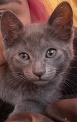 Reunited Unknown Cat last seen Near Heatherwood Dr, Riverside, CA 92509, USA, Riverside, CA 92509