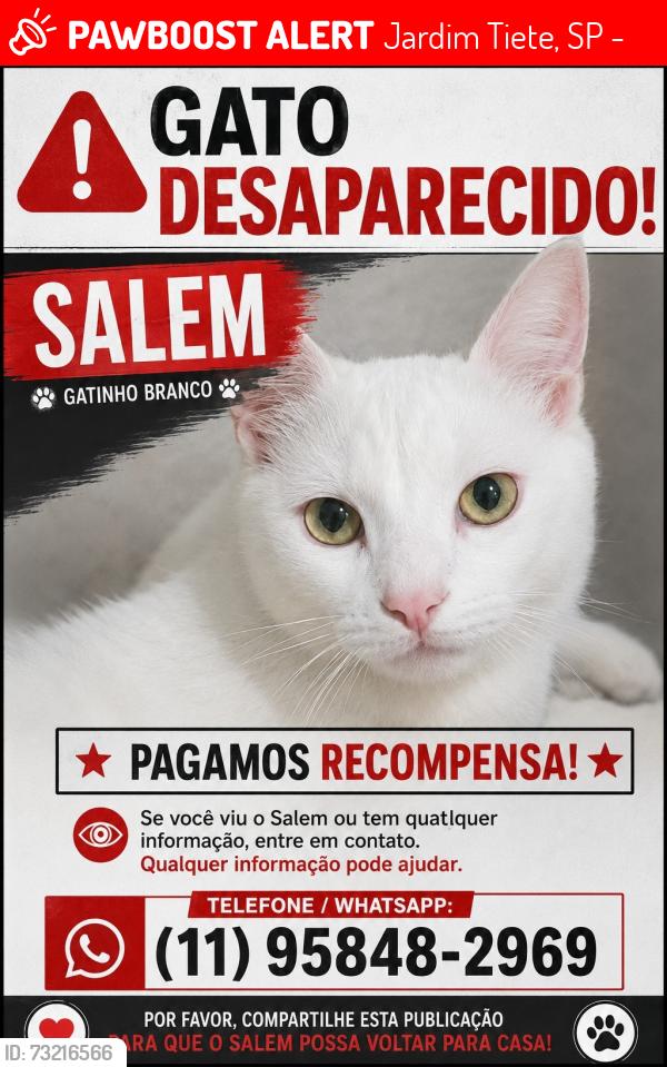 Lost Male Cat last seen Mercado bom demais, Jardim Tiete, SP 03944-040