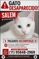 Lost Male Cat last seen Mercado bom demais, Jardim Tiete, SP 03944-040